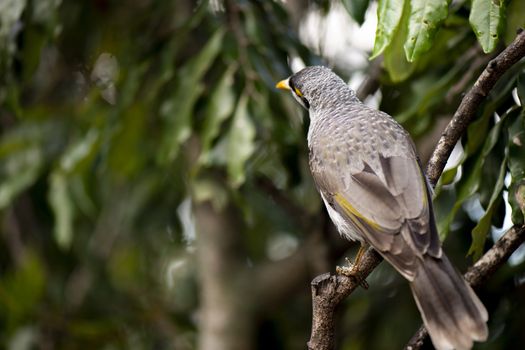 The noisy miner bird by itself during the day