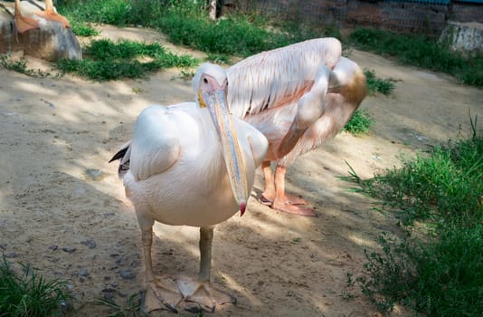 Peach white bird pelican with big yellow peak neb cleans up feather wings in zoo