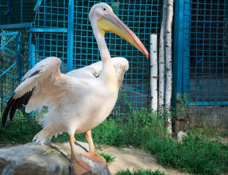 Peach white bird pelican with big yellow peak neb cleans up feather wings in zoo