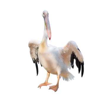 Peach white bird pelican with big yellow peak neb cleans up feather wings in zoo