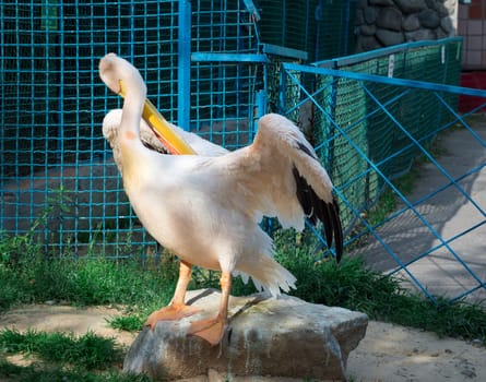 Peach white bird pelican with big yellow peak neb cleans up feather wings in zoo