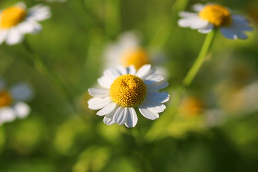 Delicate White Camomiles on a green background