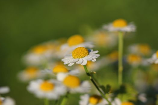 Delicate White Camomiles on a green background