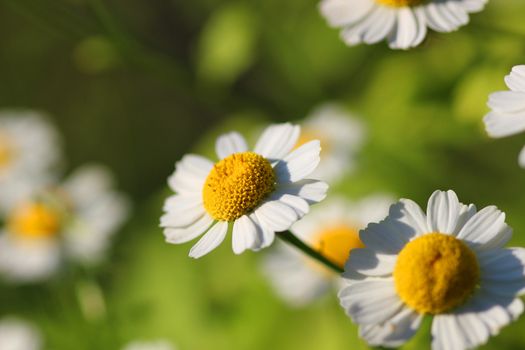 Delicate White Camomiles on a green background