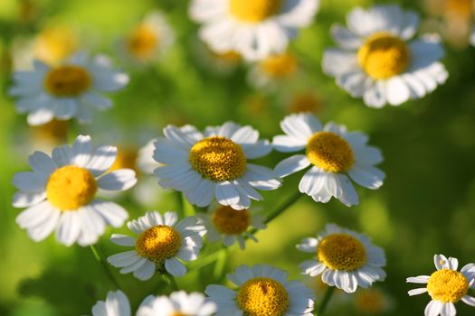 Delicate White Camomiles on a green background