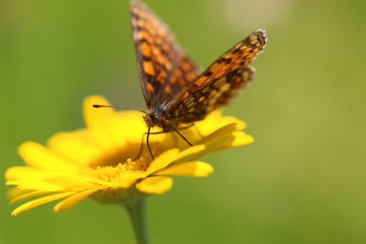 Yellow marigold flower and butterfly on a green background