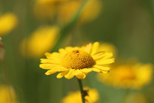 Yellow marigold flower on a green background