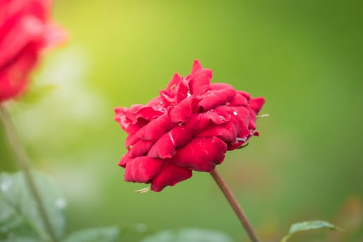 Roses in the garden, Roses are beautiful with a beautiful sunny day.