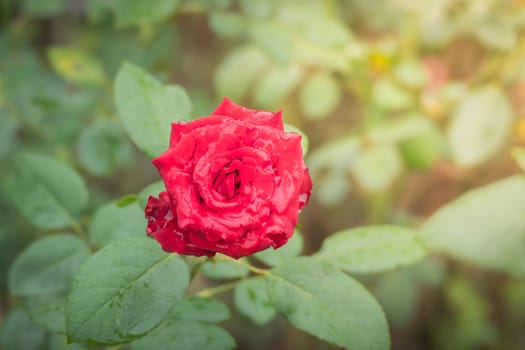 Roses in the garden, Roses are beautiful with a beautiful sunny day.