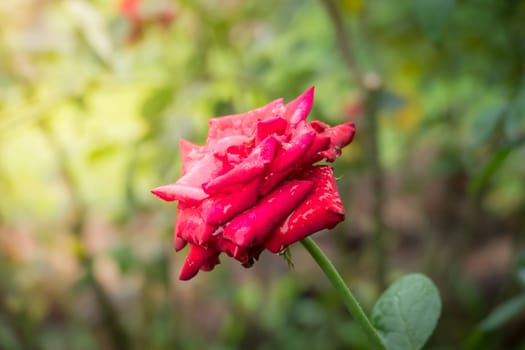 Roses in the garden, Roses are beautiful with a beautiful sunny day.