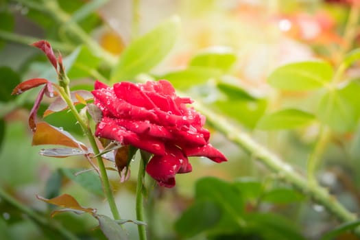 Roses in the garden, Roses are beautiful with a beautiful sunny day.