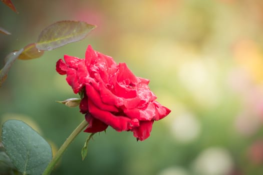 Roses in the garden, Roses are beautiful with a beautiful sunny day.