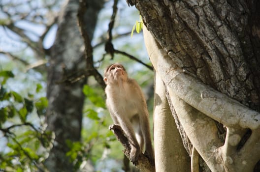 monky is climbing on the tree for eat friut in forest