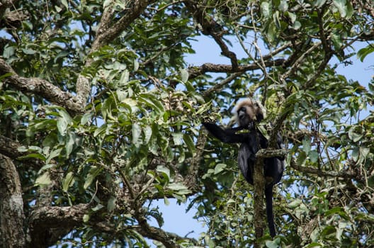 monky is climbing on the tree for eat friut in forest