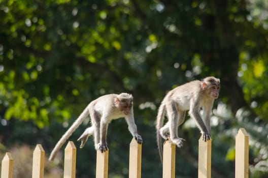 monky is climbing on the tree for eat friut in forest