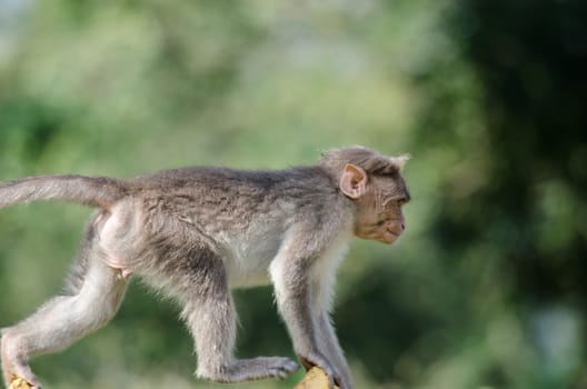 monky is climbing on the tree for eat friut in forest