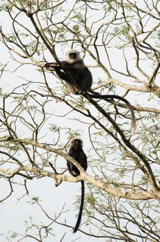 langur is climbing on the tree for eat friut in forest