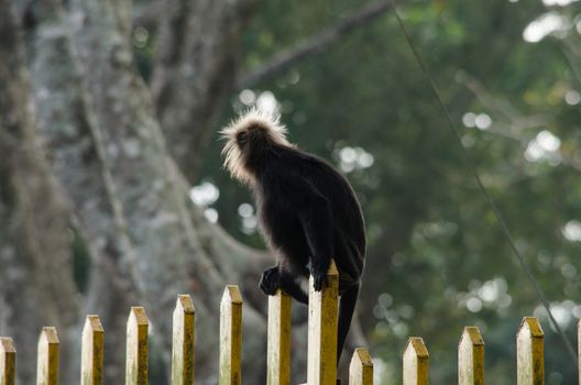 langur is climbing on the tree for eat friut in forest