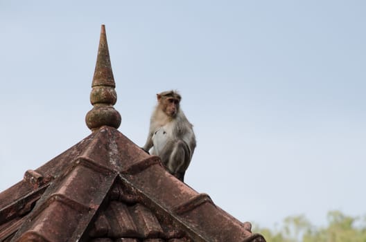 monky is climbing on the tree for eat friut in forest