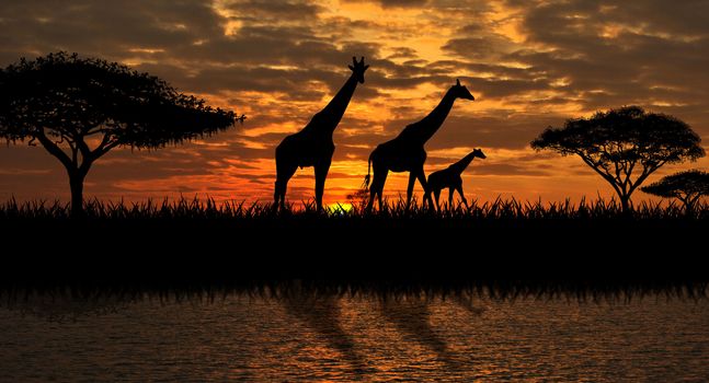 Silhouettes of giraffes  on a sunset background. Giraffes against the backdrop of the sunset and the river.                                                                                                                                                                                                                                                                                  