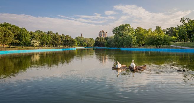 A pair of swans in the Odessa city park on a sunny morning