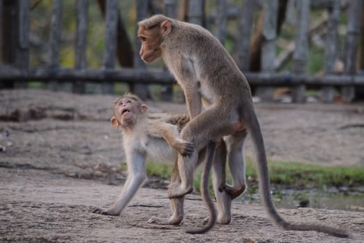 monky is climbing on the tree for eat friut in forest