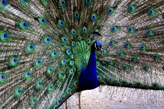 Beautiful portrait of peacock with feathers out