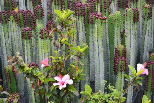 Bright pink hibiscus rosa sinensis on green cactus natural background