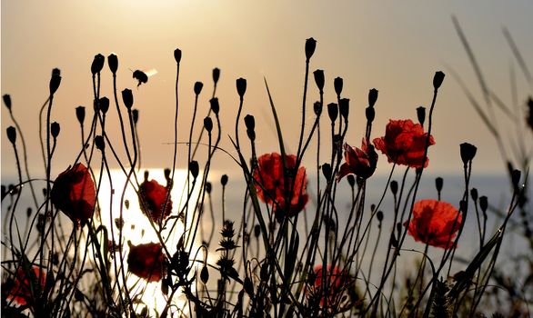 Red poppies on the shore of the ocean in the morning