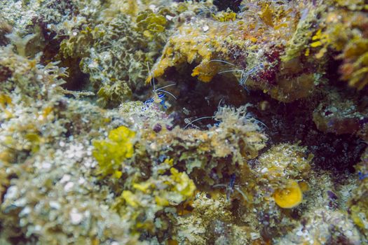 multiple ancylomenes pedersoni waiting at their cleaning station