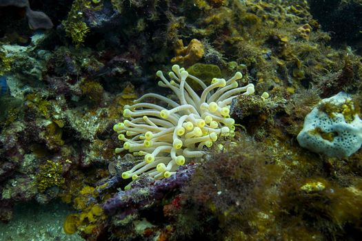 small condylactis gigantea in a coral reef