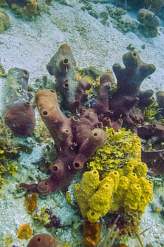 Multiple species of coral in the Atlantic ocean