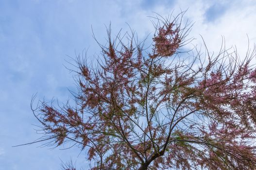 beautifull flowering blossom in the judas tree on sardinia in Italy in springtime