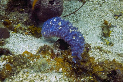 single small aplysina archeri at the bottom of the ocean