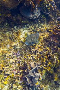 overview of a diodon hystrix in a reef