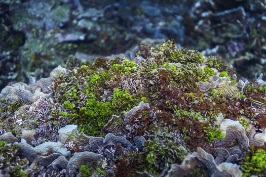 Top view of a hard coral in a reef