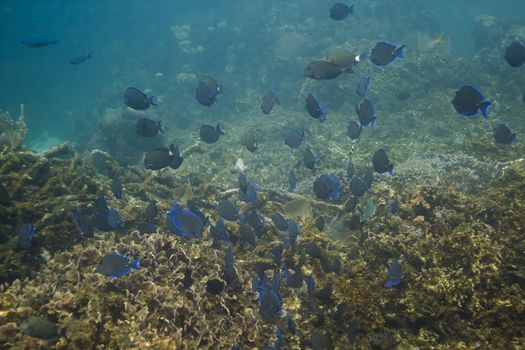 School of acanthurus coeruleus in a coral reef