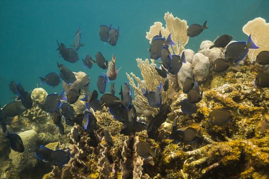 school of acanthurus coeruleus swimming aways