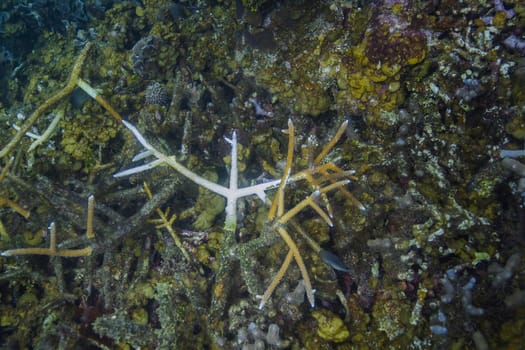 Pile of dead coral with one piece bleached white