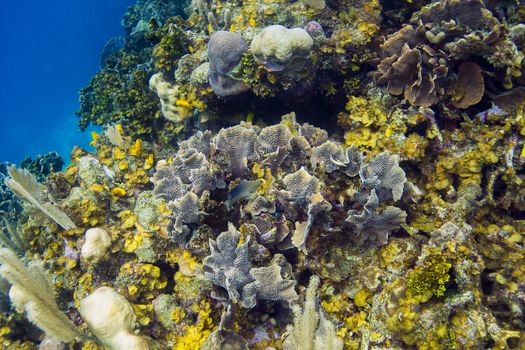 Stegastes leucostictus swimming over hard coral