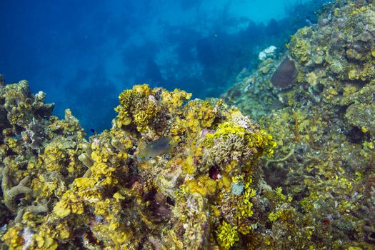 Stegastes leucostictus swimming in a reef