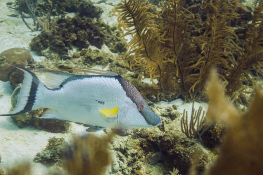 Lachnolaimus maximus in an atlantic reef