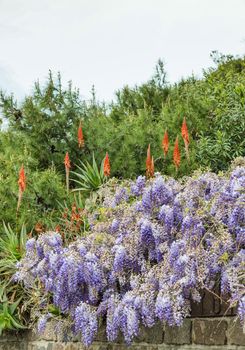 wisteria flowers and aloe vera plant on the sardinia island