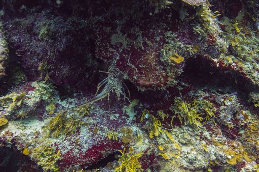 Panulirus argus hidding inside a crevace in a coral reef