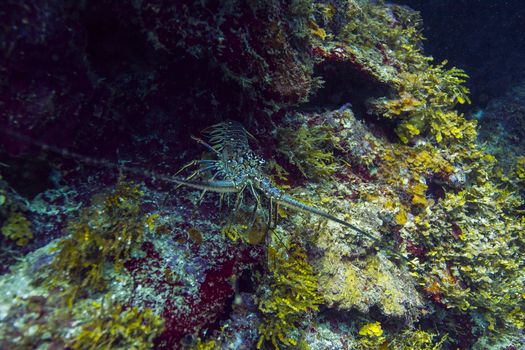 Panulirus argus hidding inside a crevace in a coral reef