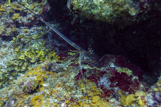 Panulirus argus hidding inside a crevace in a coral reef