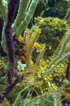 Black Hippocampus reidi hidding in a coral reef