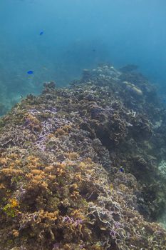 Large coral reef filled with fish species