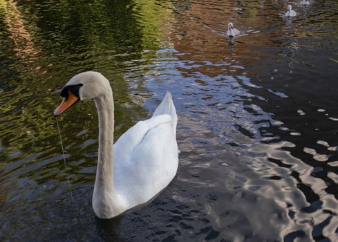 adult swan escorting her babies trough the canal in london