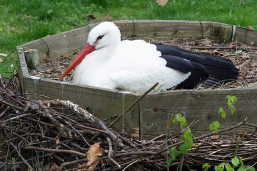 Stork lying in the nest what is on the ground.